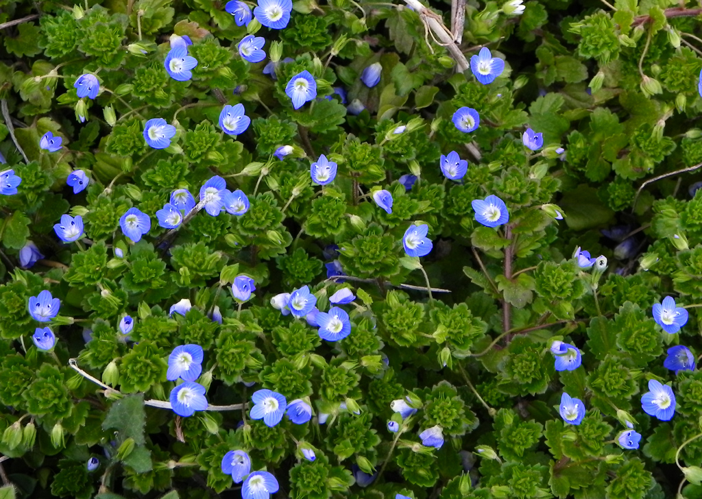 すべての美しい花の画像 綺麗な青い 花 雑草